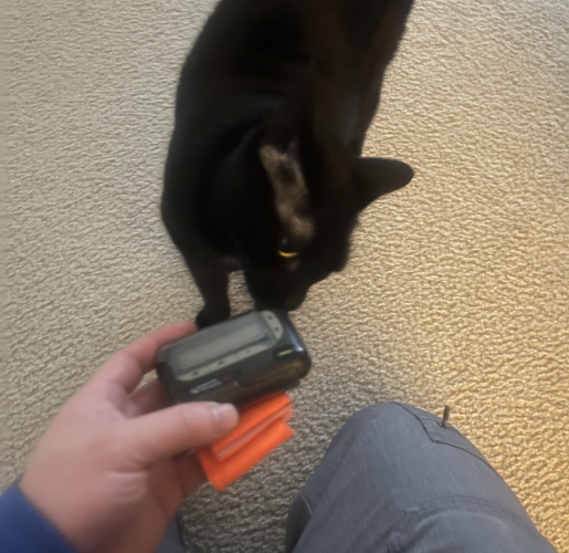 A black cat sniffing a physician's pager